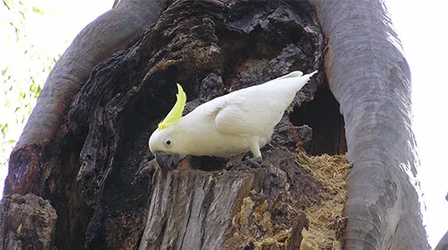 Cockatoo in a tree
